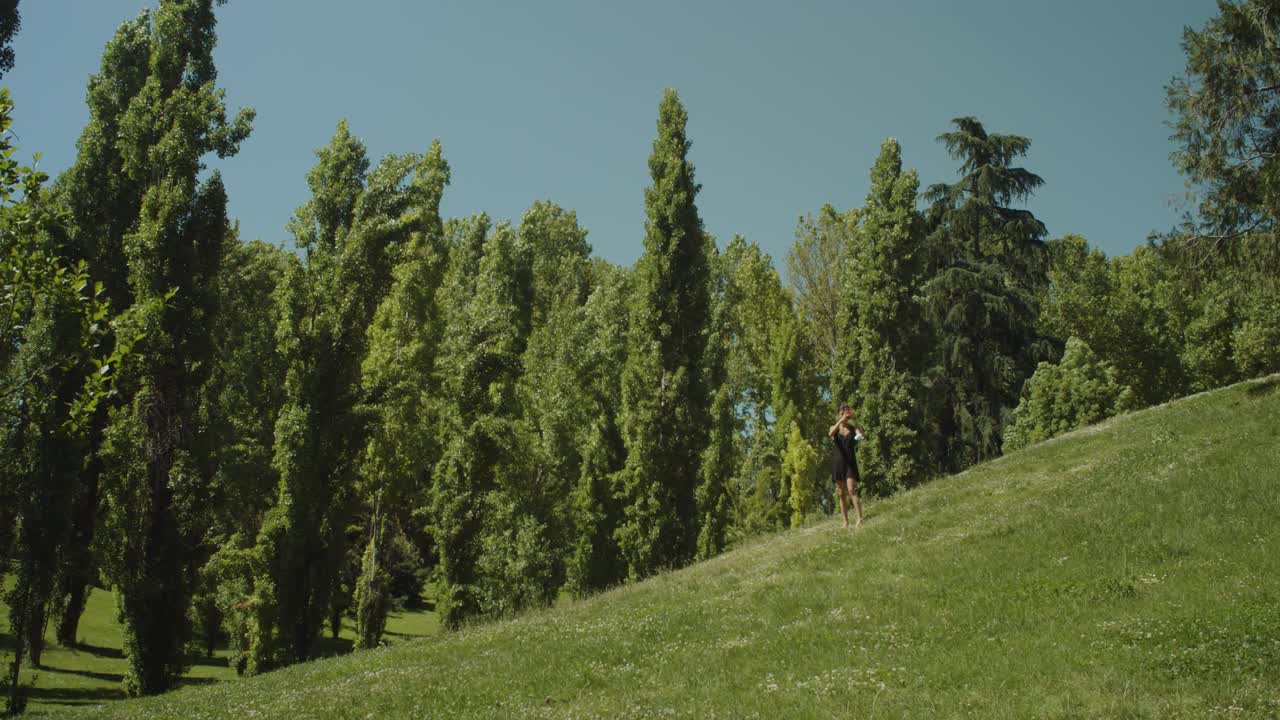 Tall trees in a park on a sunny day