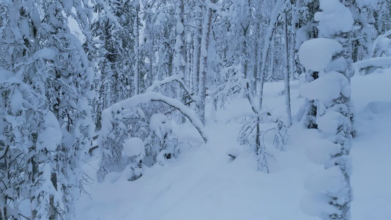 겨울 숲에서 눈으로 뒤덮인 나무 사이로 앞으로 날아가는 공중 촬영