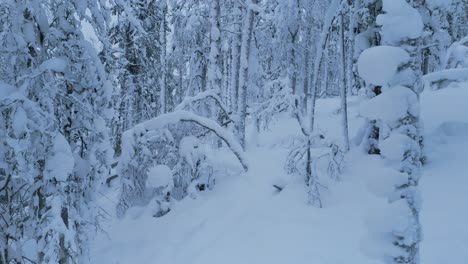 Aerial-shot,-flying-forwards-between-the-trees-covered-in-snow-in-a-winter-forest