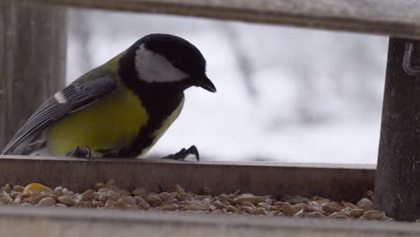Angry-great-tit-at-swinging-wooden-bird-feeder-with-seed-inside,-winter