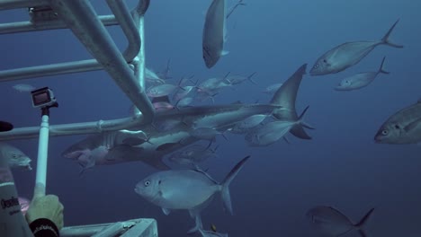 gran tiburón blanco bajo el agua