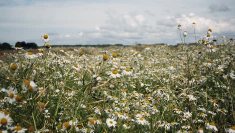 field of blooming white daisies, wide view, steady shot