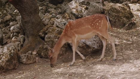 Tiro-Total-De-Un-Ciervo-Hembra-Que-Está-Comiendo-Del-Suelo-En-Un-Bosque-En-El-Medio-De-Italia