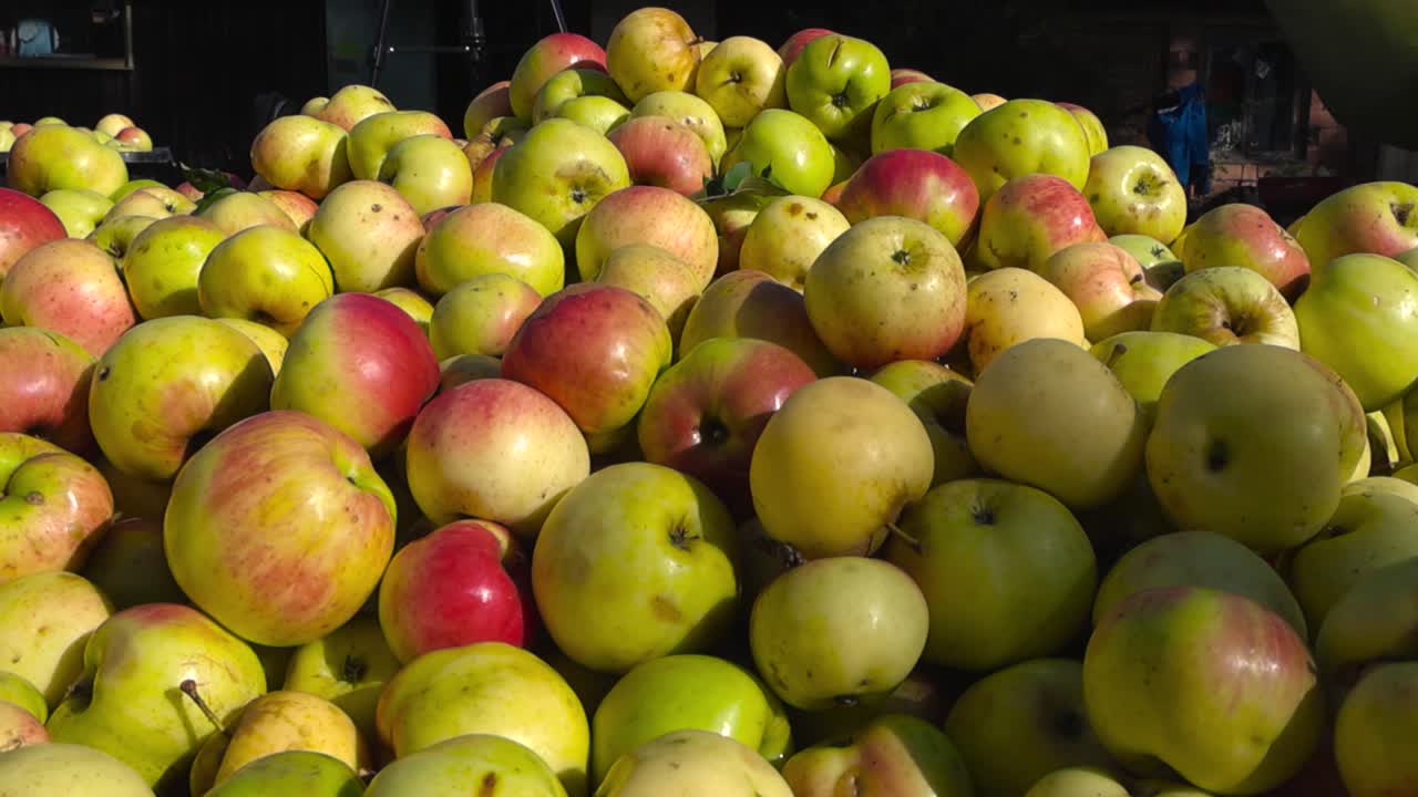 Golden green, yellow and red spotted apples in a pile on top of each other in a sunyn garden during late summer or autumn time. Good harvest, shallow depth of field, bokeh blurry background