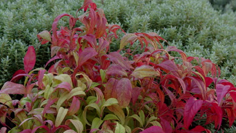 nandina fire power in a winter garden on a frosty day static ms