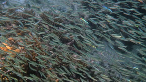 silversides peces nadando entre los arrecifes de coral. video submarino de la escuela de peces pequeños de silverside. gran escuela de peces. un gran número de peces se esconden de los depredadores.