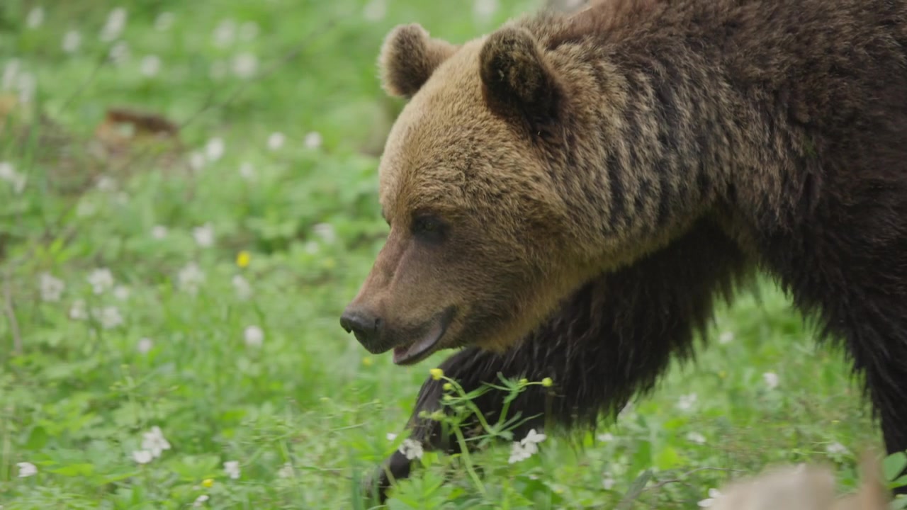 Oso pardo euroasiático avanza con la cabeza baja en cámara lenta, primer plano de seguimiento a través del sotobosque verde del bosque; comportamiento salvaje imponente en su hábitat natural.