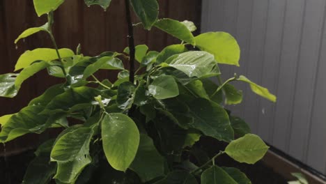 watering a green growing garden plant in the morning - close up shot