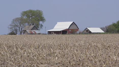 dry wheat farm in iowa with an old red barn and tree in the background
