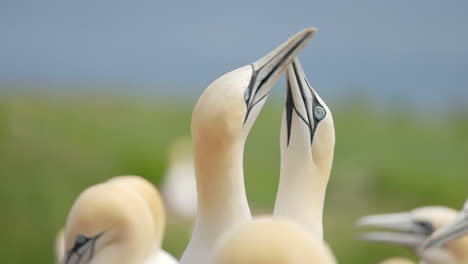 Experience-the-enchanting-world-of-Northern-Gannet-birds-as-they-exhibit-their-natural-behavior-in-stunning-4K-slow-motion