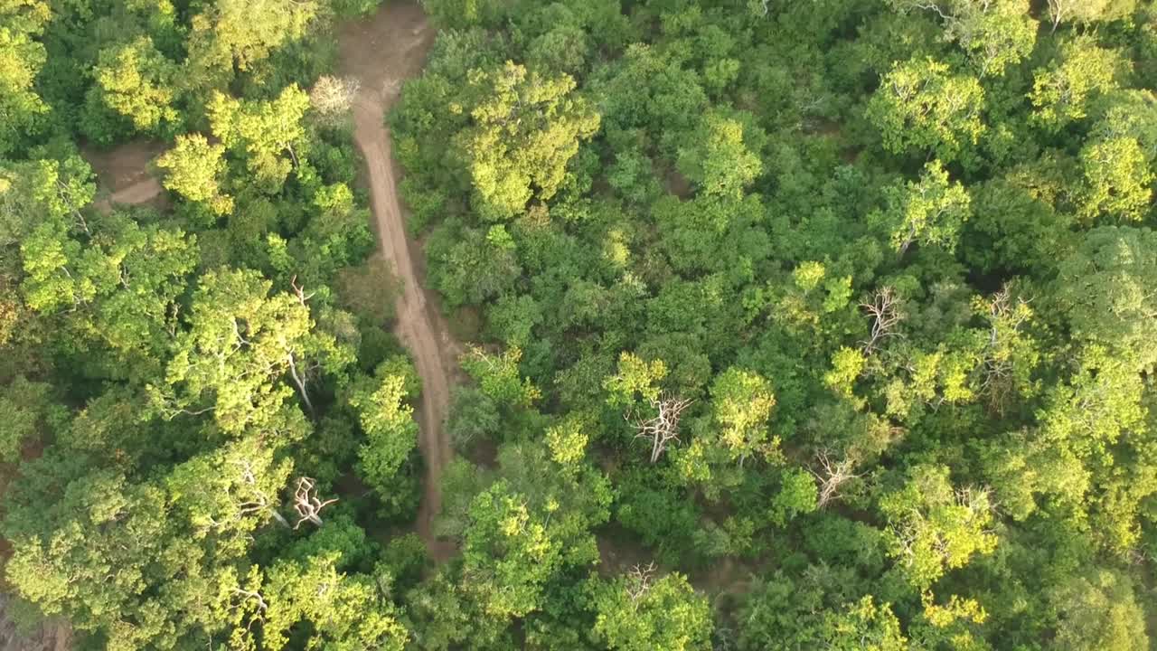 Aerial Tilt Up From Road In Yala National Park Surrounded By Lush Forest