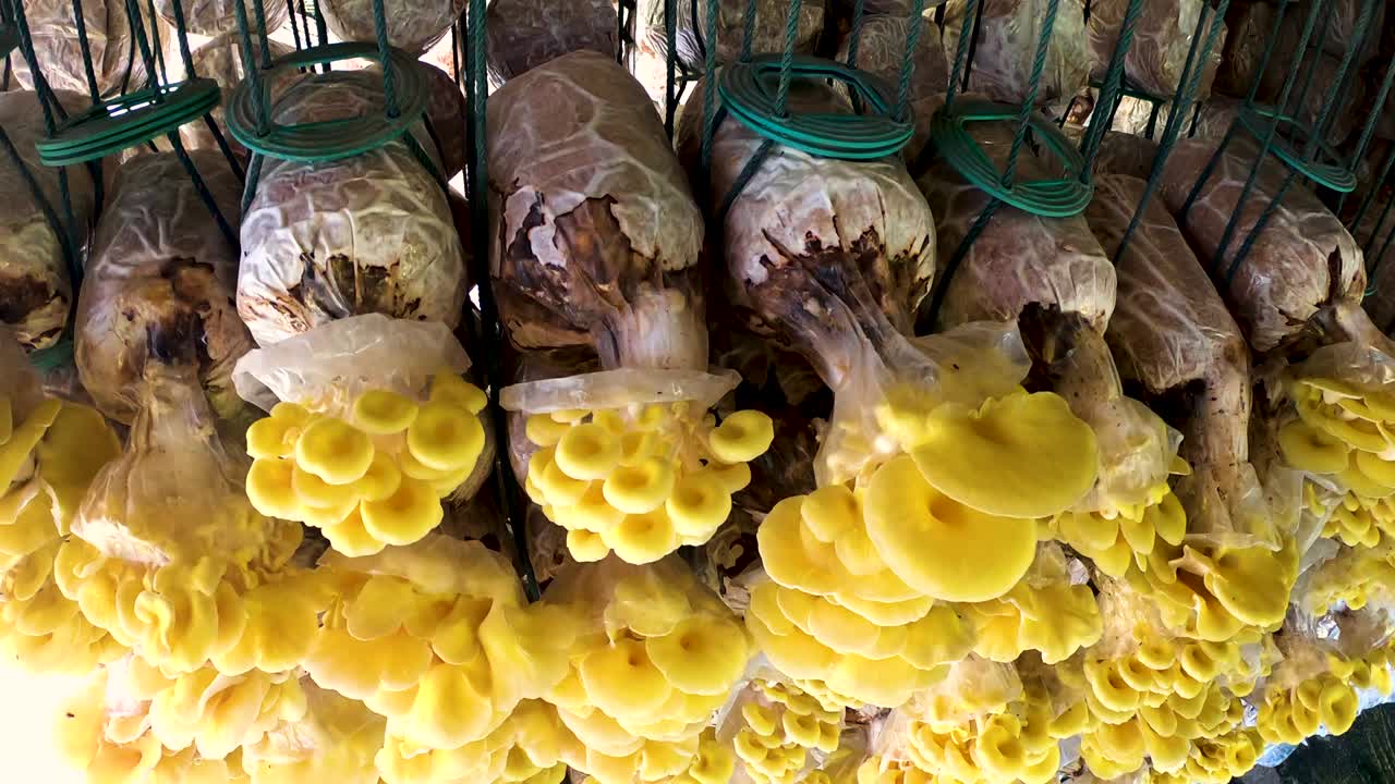 fondo del movimiento de la pared de la granja de hongos