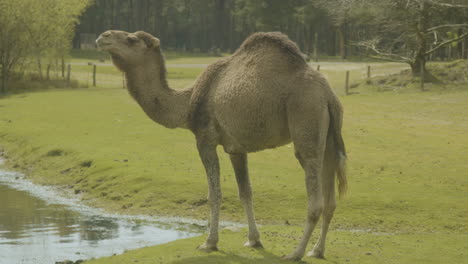 A-dromedary-scratching-itself-while-standing-next-to-a-pond