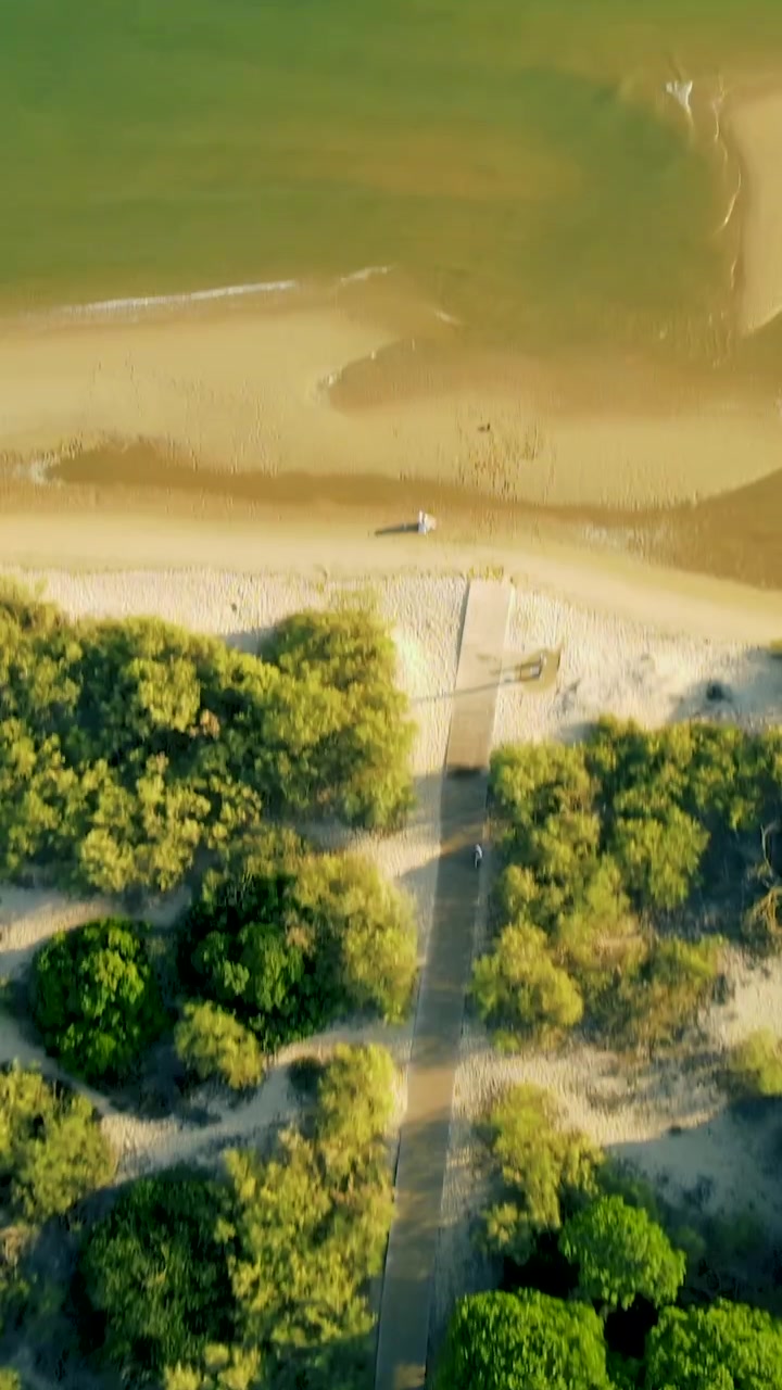 Cinematic vertical aerial shot of a wooden path winding through lush green vegetation and sand dunes leading to the ocean in El Rompido, Spain.