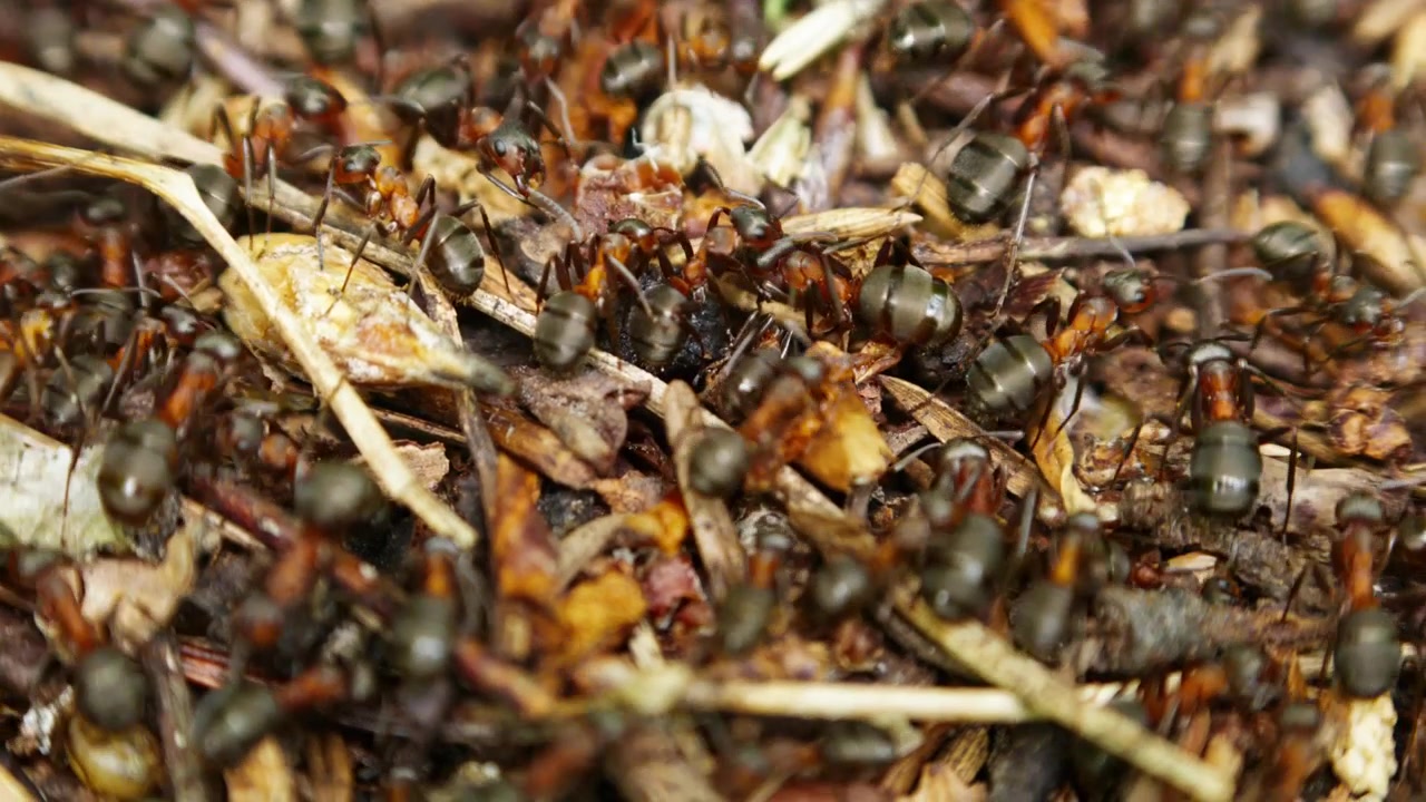 Primo piano di molte formiche rosse che si muovono su foglie secche e ramoscelli. Le formiche strisciano attivamente in gruppo denso, esplorando detriti naturali. Ideale per temi di natura, ecologia o controllo dei parassiti. Nessuna persona visibile.