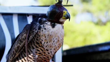 halcón peregrino con máscara