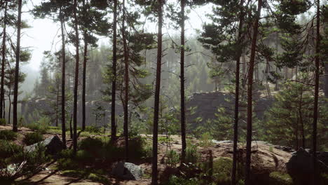 Deep-Scandinavian-woods-on-a-late-summer-evening