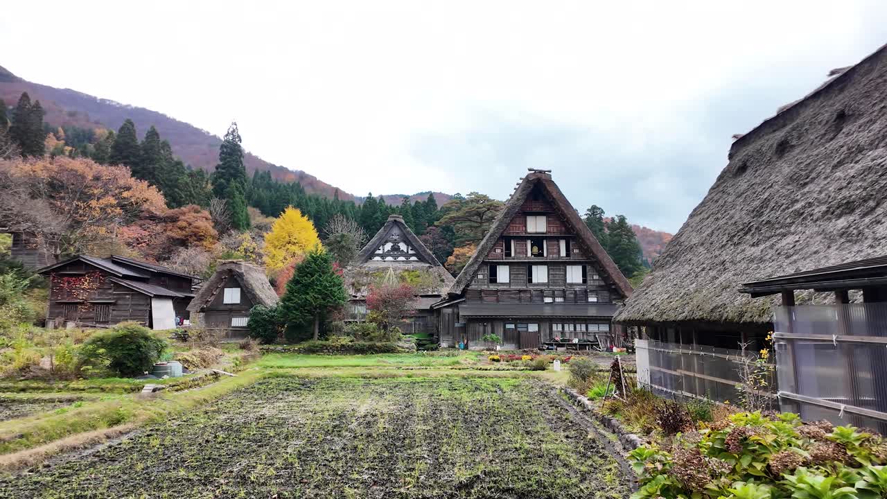 Traditional gassho style farmhouses stand amidst colorful autumn foliage in Shirakawa go, Japan, showcasing the region's unique architectural heritage. pan left