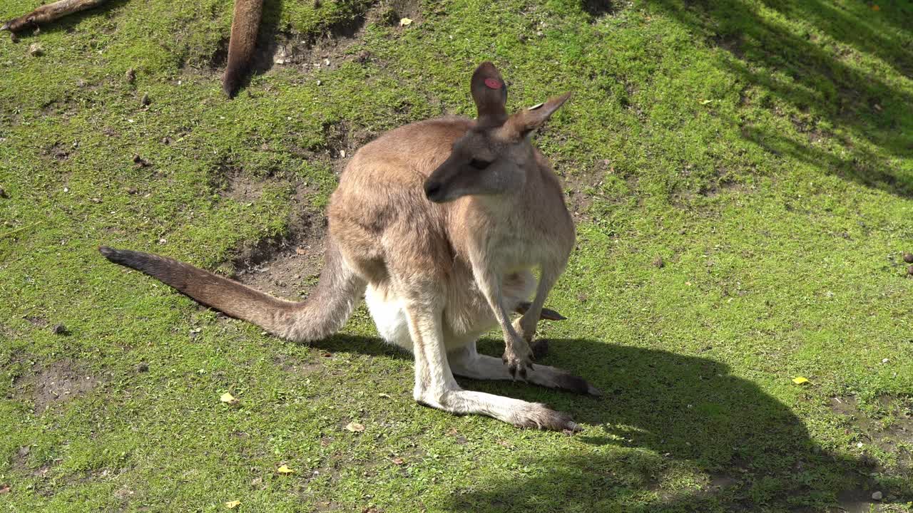 canguro hembra con etiqueta de oreja y bebé en bolsa de pie en la hierba mirando a su alrededor en el sol de verano - primer plano del animal dentro del zoológico