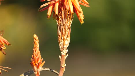 detail of beautiful african aloe flower in south africa