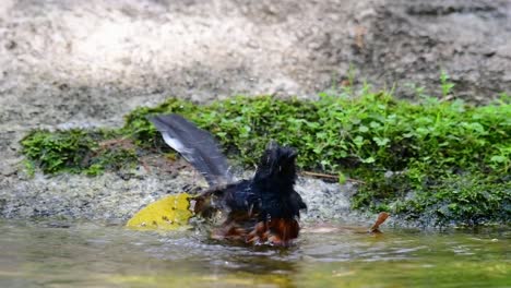 Shama-De-Rabadilla-Blanca-Bañándose-En-El-Bosque-Durante-Un-Día-Caluroso,-Copsychus-Malabaricus,-En-Cámara-Lenta