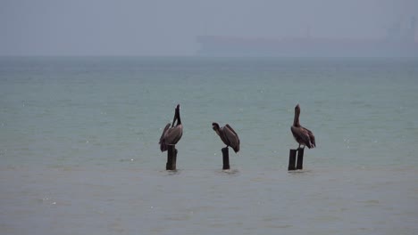 There-Pelicans-perched-on-pilings-in-a-bay-and-a-merchant-ship-passing-by-in-the-slightly-overcast-day