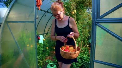 an old caucasian woman is getting out of hothouse with a basket full of ripe tomatoes