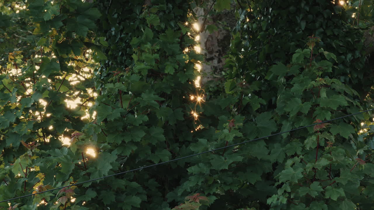 rayos de sol a través de los árboles