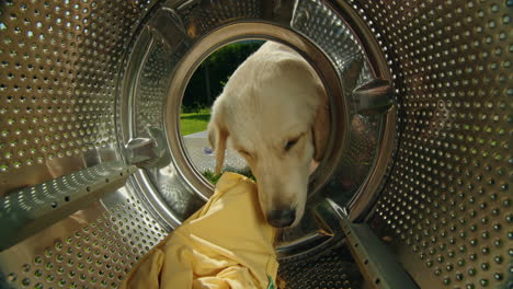 dog in a washing machine