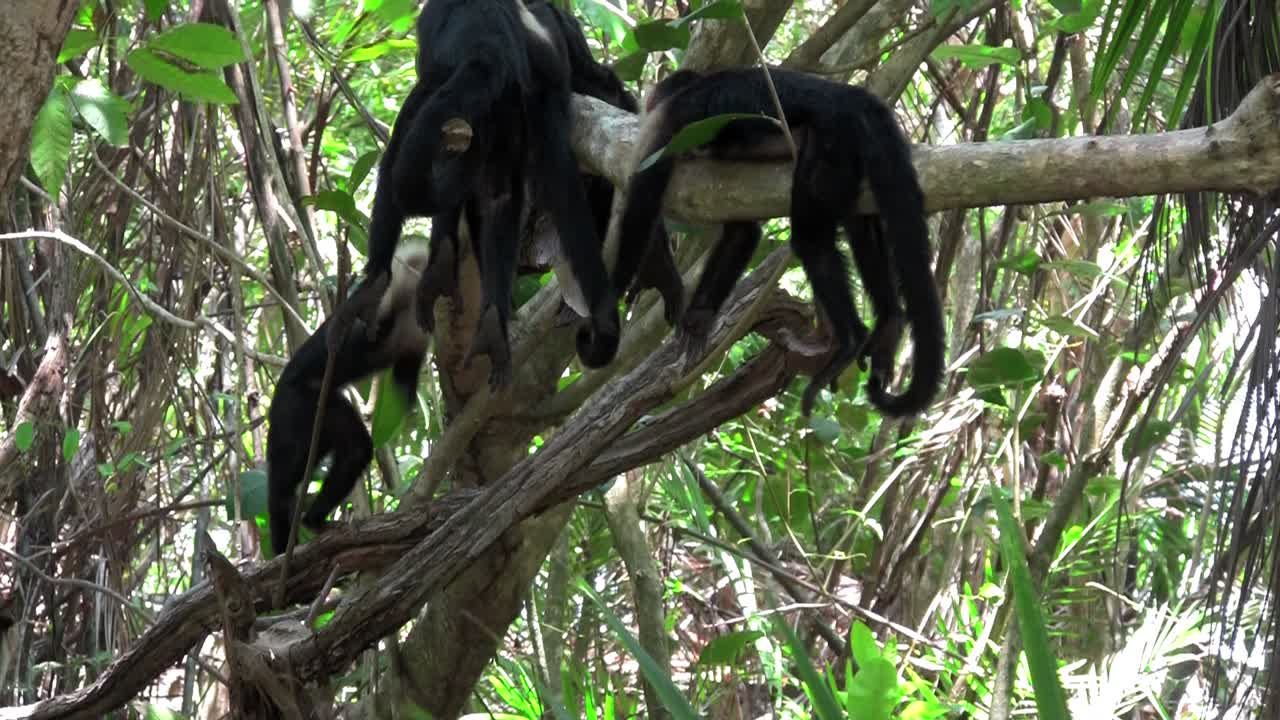 monos capuchino de cara blanca juegan en una palmera en costa rica
