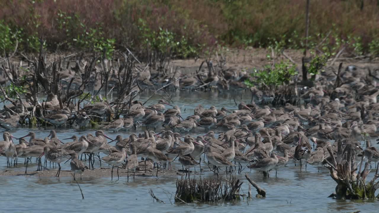맹그로브 숲 근처의 습지에서 함께 휴식을 취하는, 카메라가 확대하는 동안 휴식을 취하고, 흑리 godwit limosa limosa, 태국