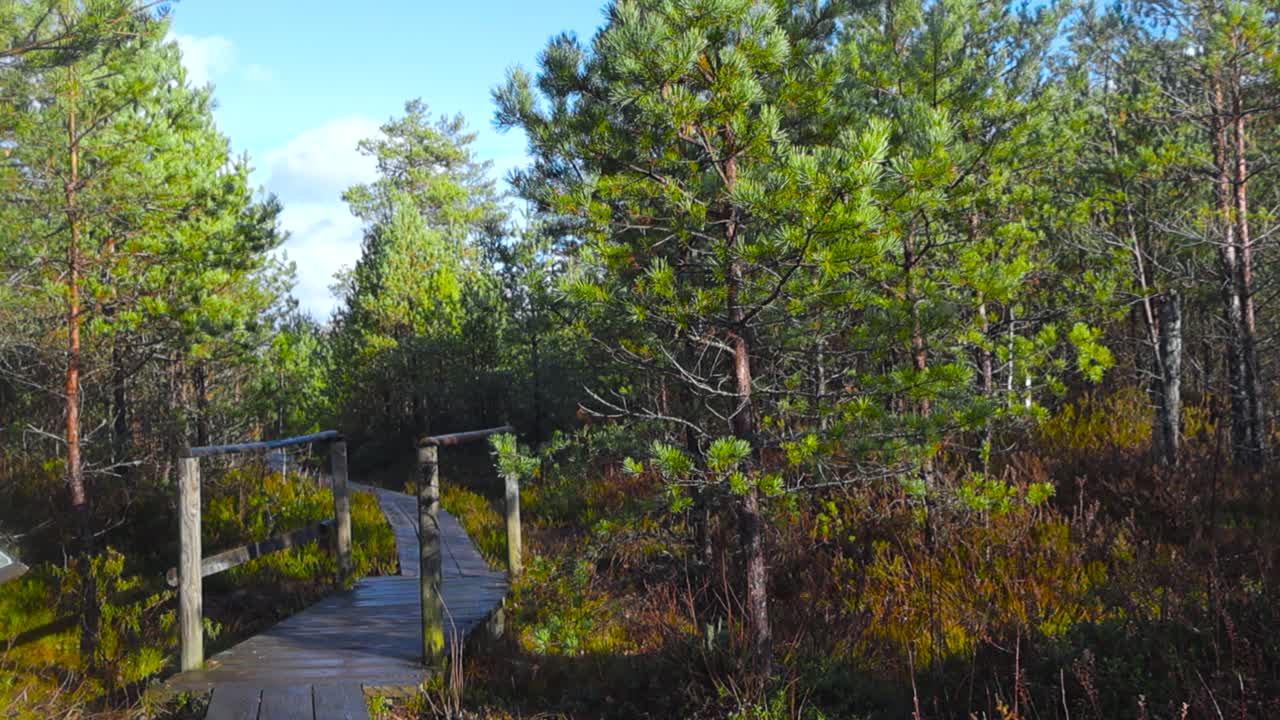 Wooden bridge and a wet hiking trail or boardwalk in Pääsküla bog surrounded by small pine trees and big plants while autumn sun is shining and reflecting off the tracks. Blue sky in the background.