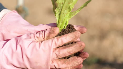 farmer compacts soil to the lettuce plant for planting on a summer day