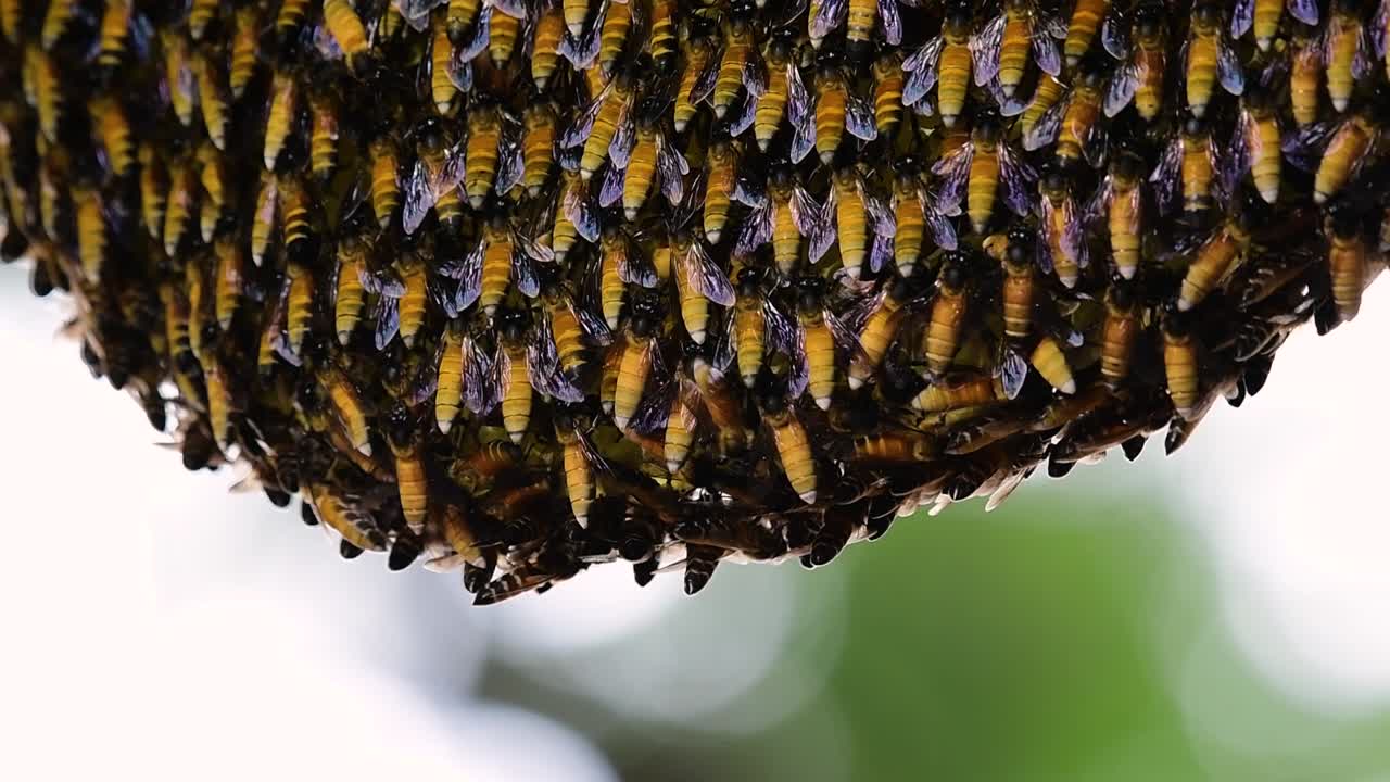 se sabe que las abejas melíferas gigantes construyen grandes colonias de nidos con bolsillos simétricos hechos de cera para almacenar miel como fuente de alimento.