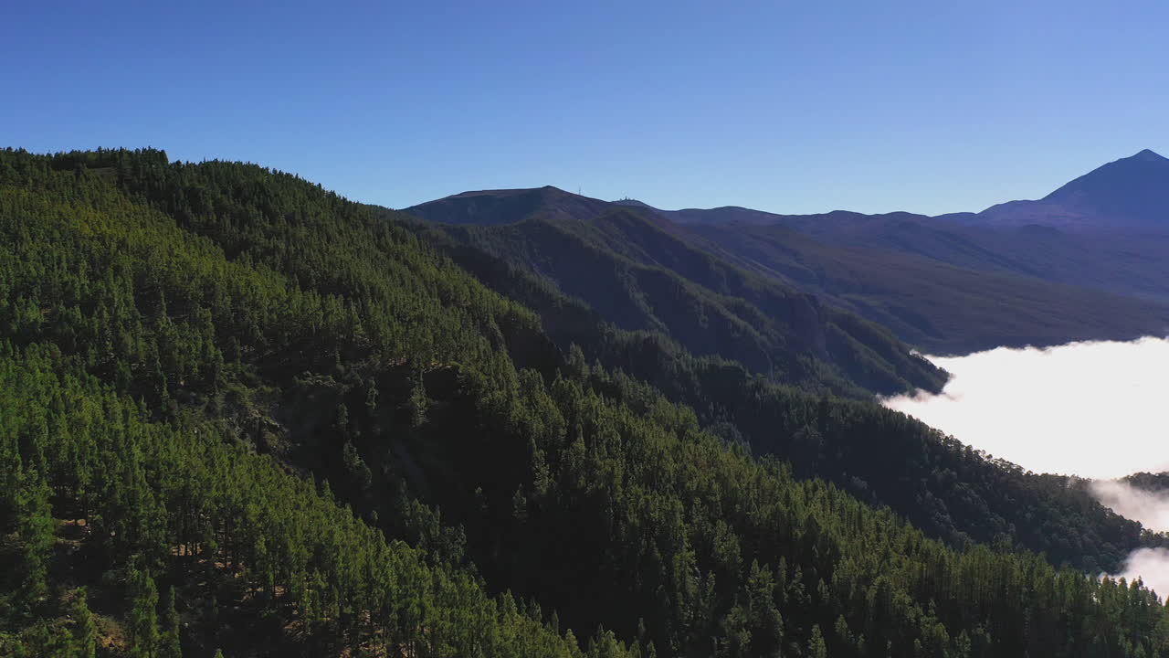 Coniferous forests below the Pico de Teide mountain on the Tenerife island on a sunny summer day with a dense cloud inversion on the coastline below. Mountain forests above a cloud inversion in 4k.