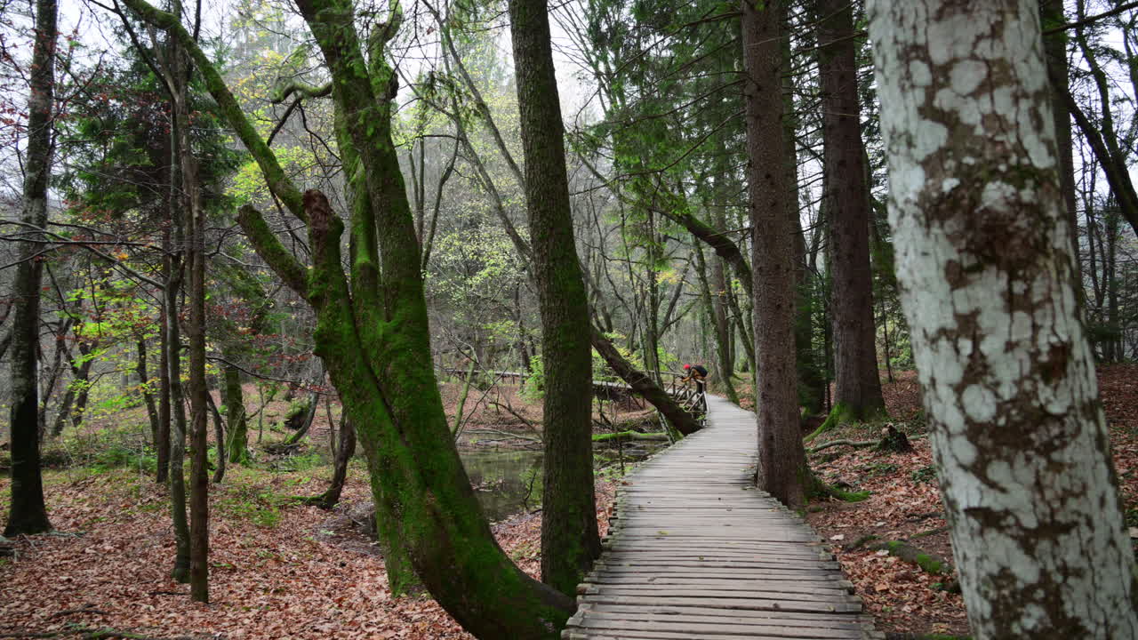 Passerella in legno che attraversa una foresta tranquilla con alberi ricoperti di muschio e foglie cadute. Parco Nazionale dei Laghi di Plitvice, Croazia.