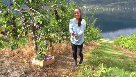 Mujer-Cosecha-Deliciosas-Ciruelas-Maduras-De-árboles-Frutales---Caminando-Hacia-La-Cámara-Sosteniendo-Ciruelas-Y-Presentándolas-En-Las-Manos