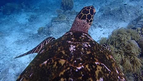 Turtle-swimming-through-the-ocean