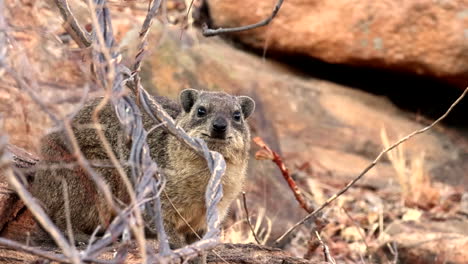 african hyrax dassie resting on the rocks in a serene slow motion action, animal behaviour