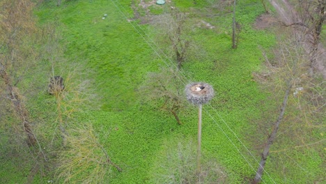 Cigüeña-Blanca-Sentada-En-El-Nido-En-Un-Poste-De-Hormigón-De-Línea-Eléctrica,-Patio-De-Hierba-Verde