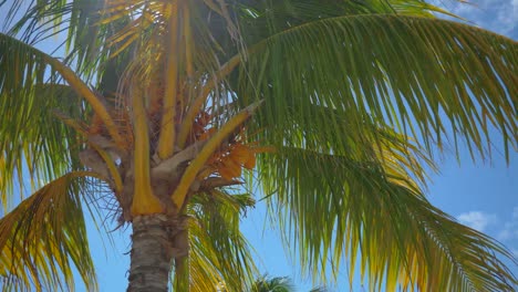 Coconut-tree-in-Cayo-Santa-Maria,-Cocos-nucifera