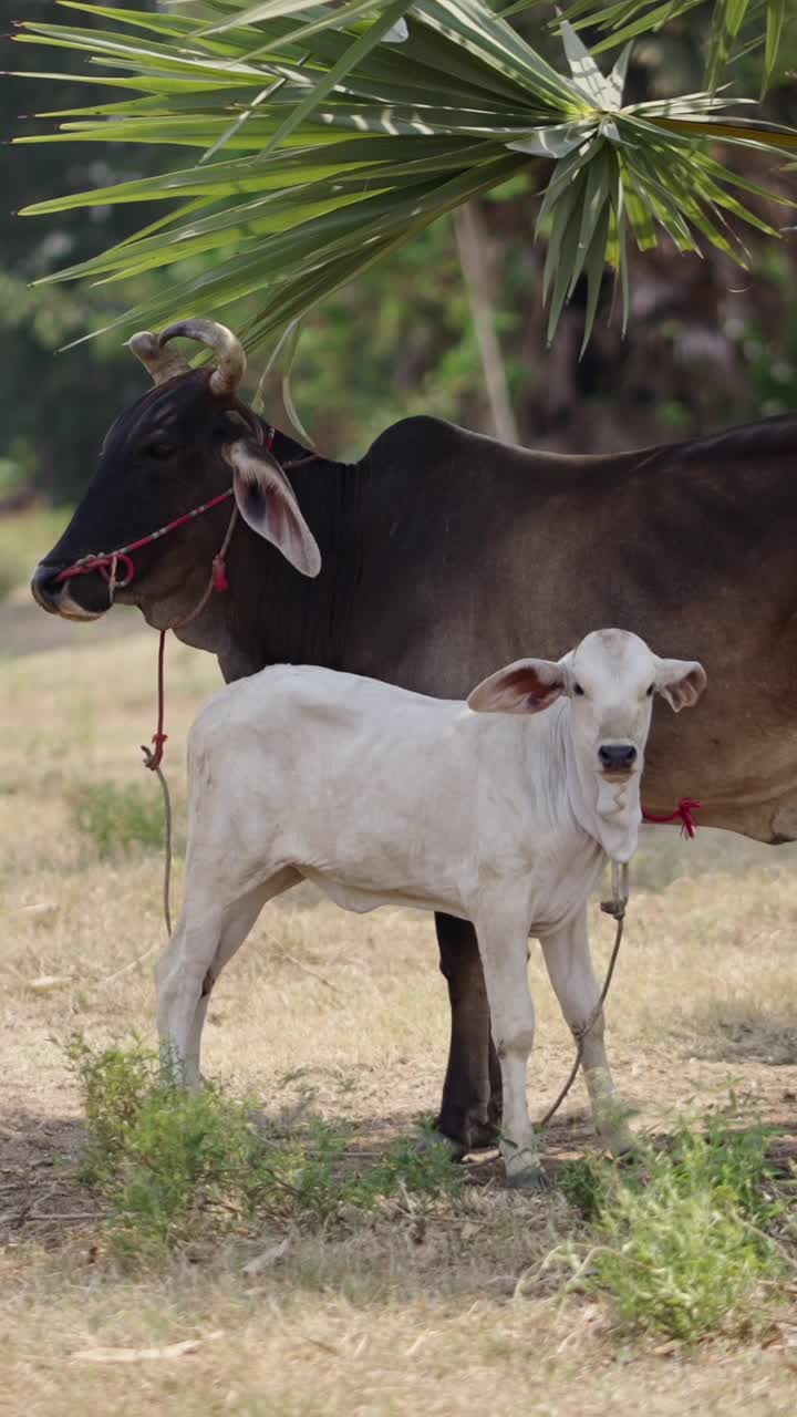 vacas pastando en un campo