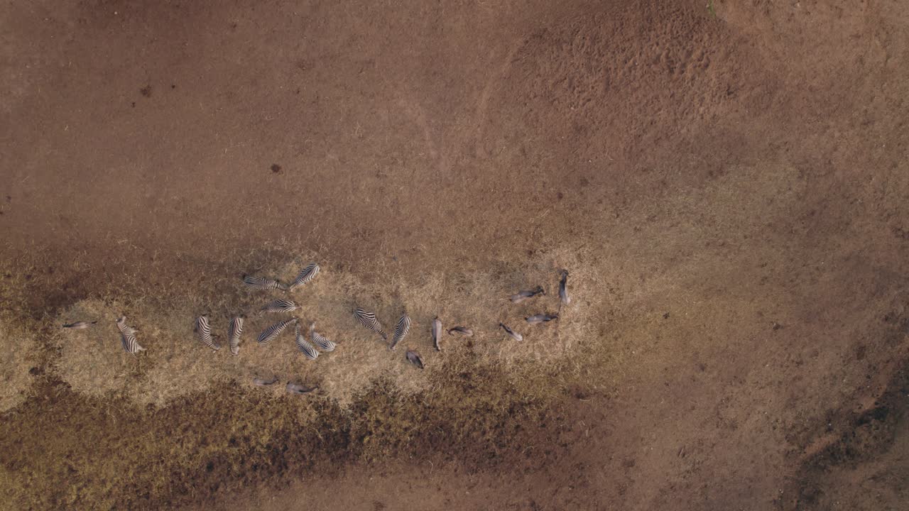 ñus y una cebra comen heno juntos al atardecer - safari #007