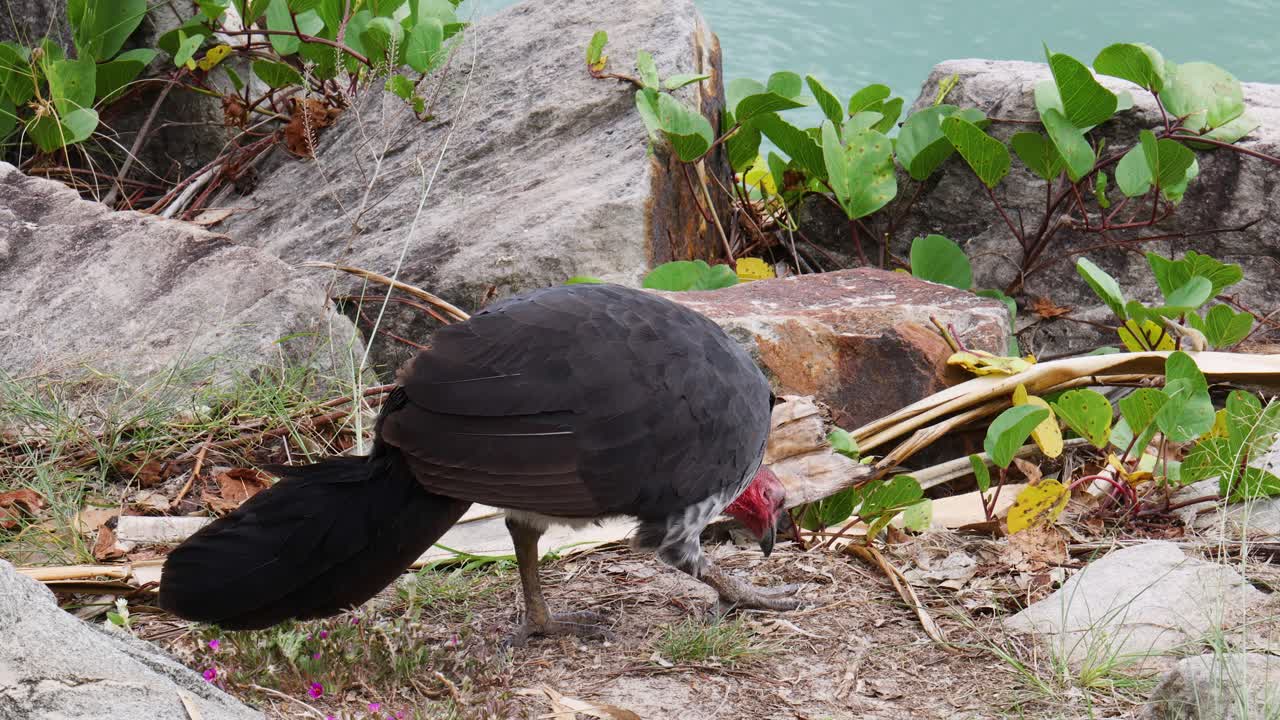 un pavo busca comida entre las rocas y las plantas