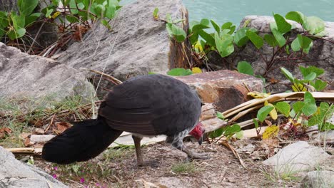 a turkey searches for food among rocks and plants