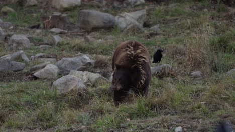 cinnamon bear lifts its head from foraging with raven in background perched slomo