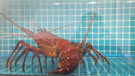 맛있는 신선한 해산물, 거대한 주황색 갈색 새우는 중국 클러스터, 국제 도시, 두바이, uae의 어항에서 살아 있습니다.