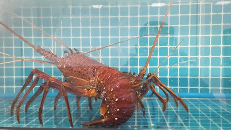 delicious fresh seafood, giant orange-brown prawn kept alive in a fish tank in china cluster, international city, dubai, uae