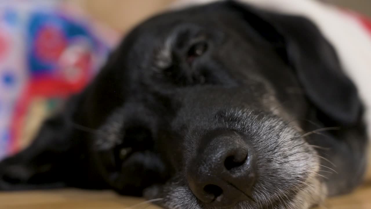 크리스마스 테마의 스웨터를 입은 잠자는 검은 시니어 라브라도르 개가 크리스마스 선물 에 바닥에 누워있는 클로즈업 뷰