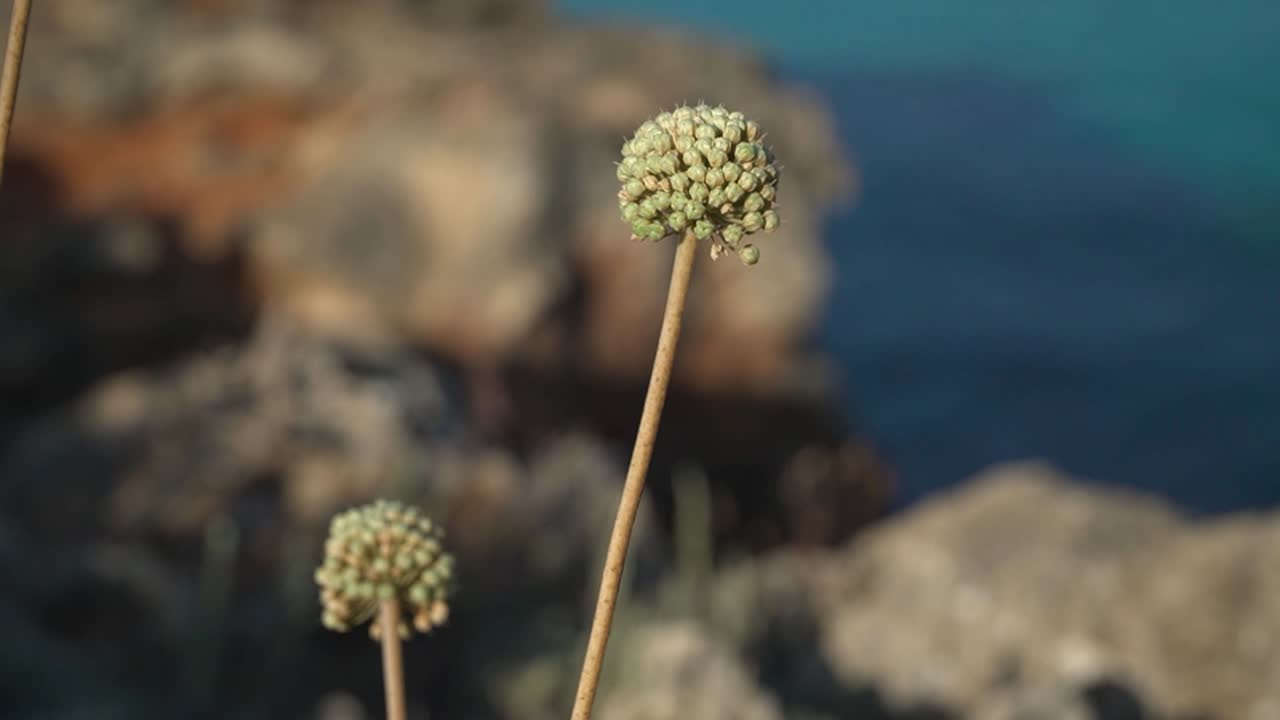Nærbillede af Allium antonii bolosi blomster, der vokser mellem stenene ved havet.